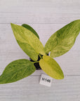 Homalomena sulcata ‘Cream Frost’ - SALE
