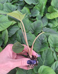 Homalomena rubescens Magical Pattern - Bare Bottom Baby