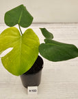 Monstera Deliciosa 'Mint'