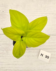 Homalomena rubescens Golden Hibiscus’ - Bare Bottom Baby - SALE