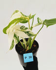 Monstera borsigiana 'Albo' - SALE