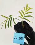 Chamaedorea elegans Parlour Palm Variegated