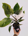 Philodendron 'Pink Princess Galaxy Marble' Sport