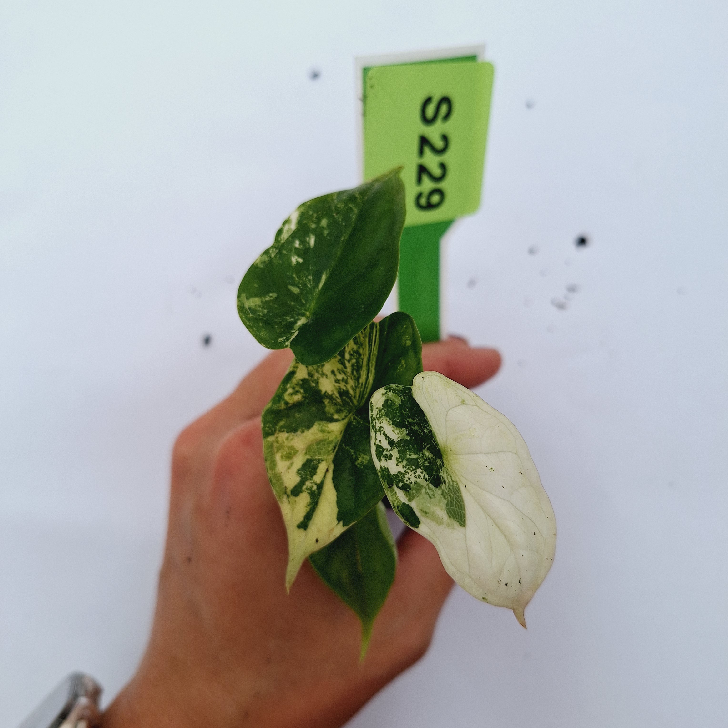 Alocasia Dragon Scale Variegata - Bare Bottom Baby