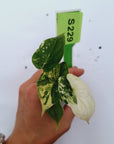 Alocasia Dragon Scale Variegata - Bare Bottom Baby