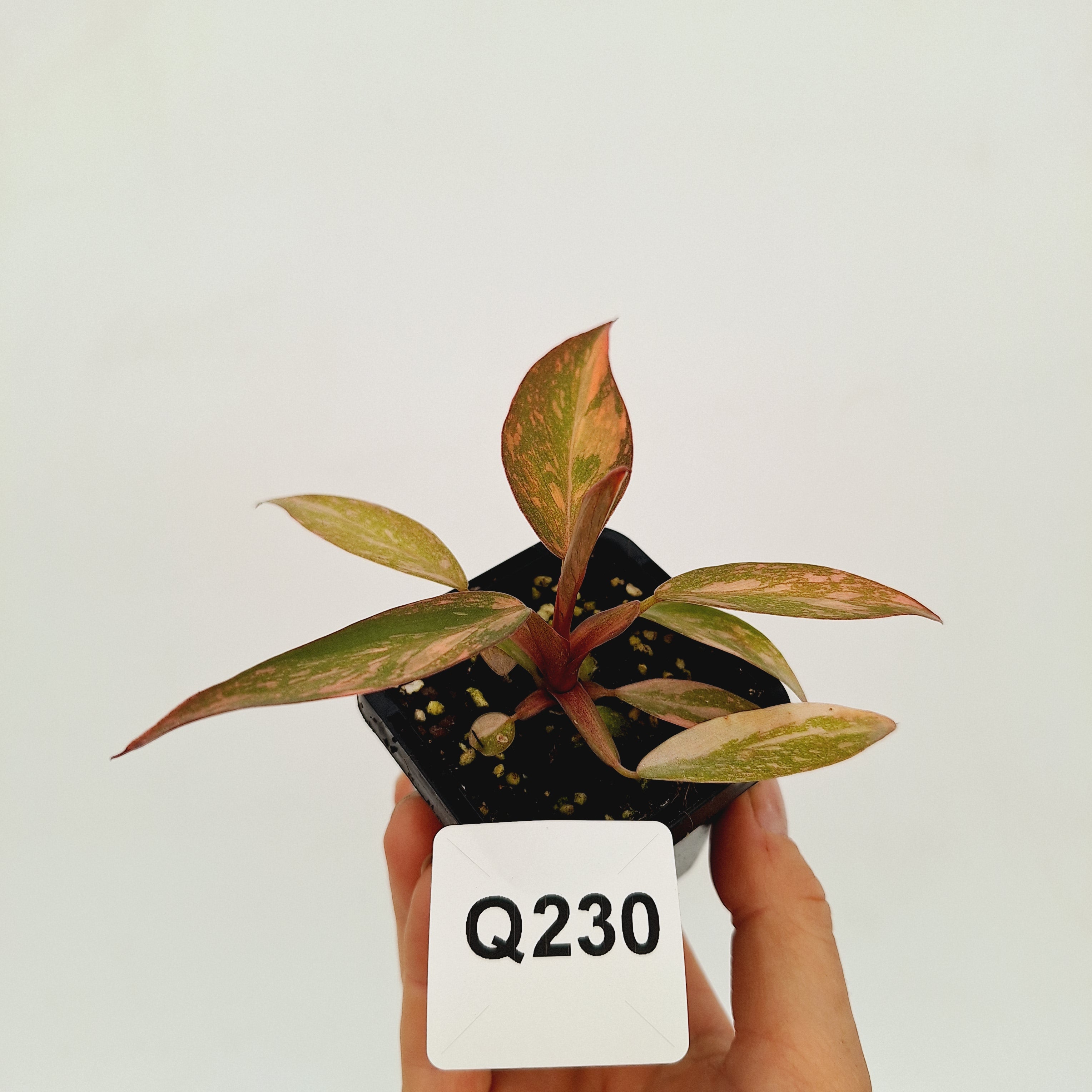 Philodendron 'Orange Princess'