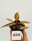 Philodendron 'Orange Princess'