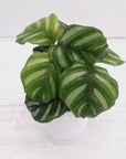 Calathea 'watercolour'