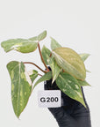 Philodendron gloriosum white vien variegata - SALE