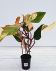 Philodendron erubescens Strawberry Shake