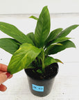 Spathiphyllum Variegated