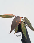 Philodendron 'Orange Princess'