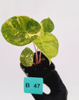 Alocasia 'Morocco' Variegated - SALE