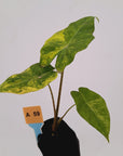 Alocasia Portora Variegata - Bare Bottom Baby