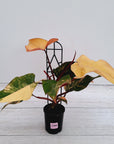 Philodendron erubescens Strawberry Shake