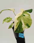 Monstera borsigiana 'Albo' - SALE