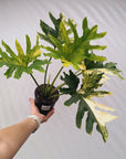 Thaumatophyllum bipinnatifidum variegata