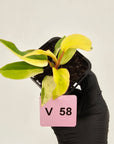 Philodendron pinnatifidum 'Jungle Fever Egg Yolk"