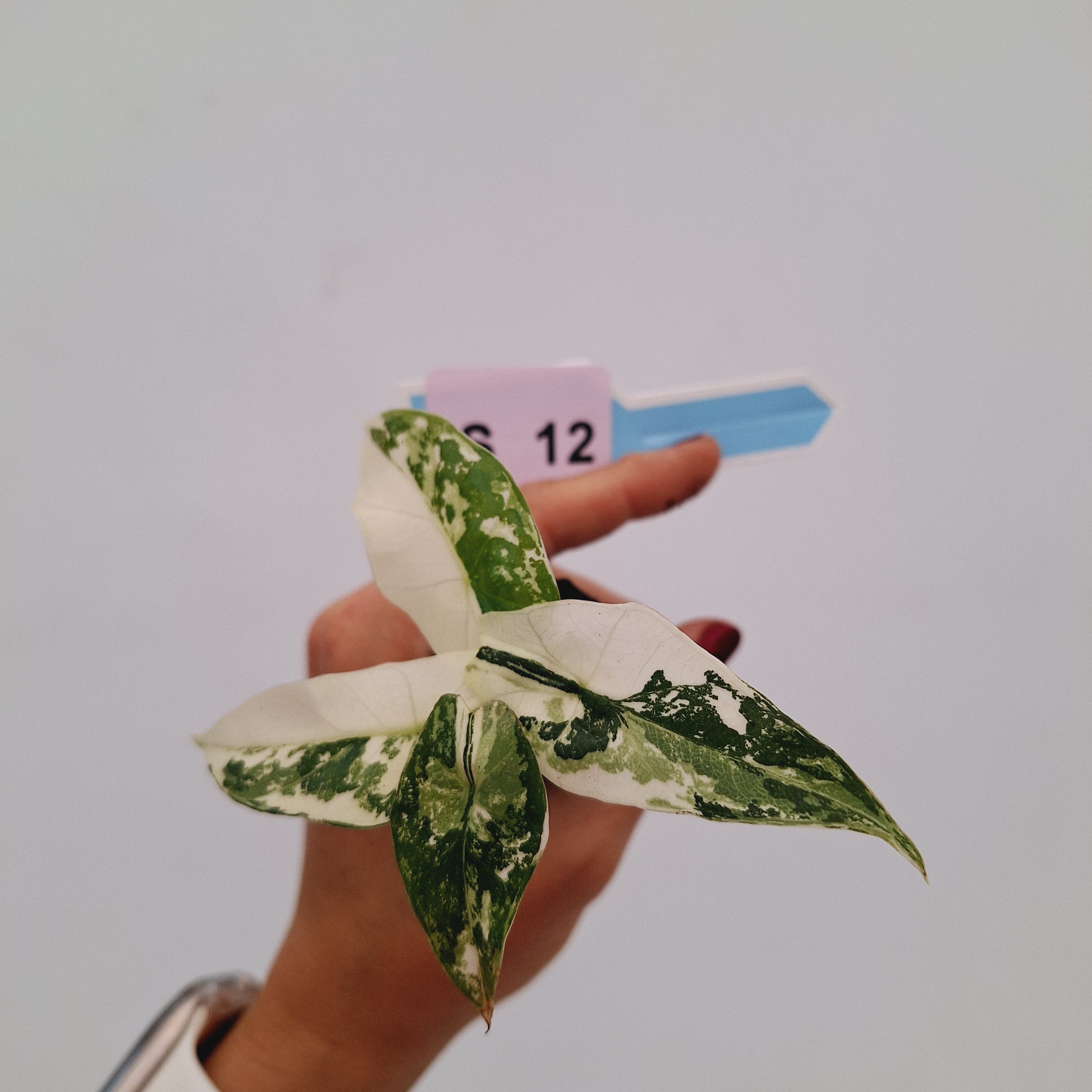 Alocasia 'Simpo' Albo Variegata- Bare Bottom Baby⁷