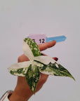 Alocasia 'Simpo' Albo Variegata- Bare Bottom Baby⁷