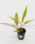Philodendron serratum 'Caramel Marble'