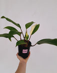 Homalomena Tropical Green Variegata -sale