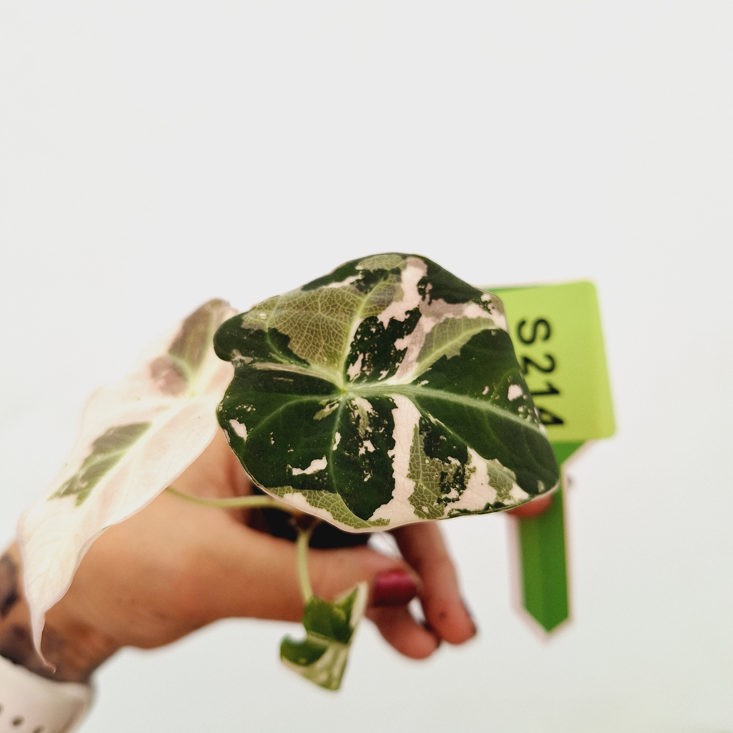 Alocasia reginula 'Black Velvet variegata'- Bare Bottom Baby