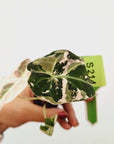 Alocasia reginula 'Black Velvet variegata'- Bare Bottom Baby
