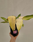 Philodendron 'Whipple Way' SALE