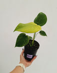 Monstera Deliciosa 'Mint' - SALE