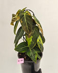 Philodendron melanochrysum Variegata
