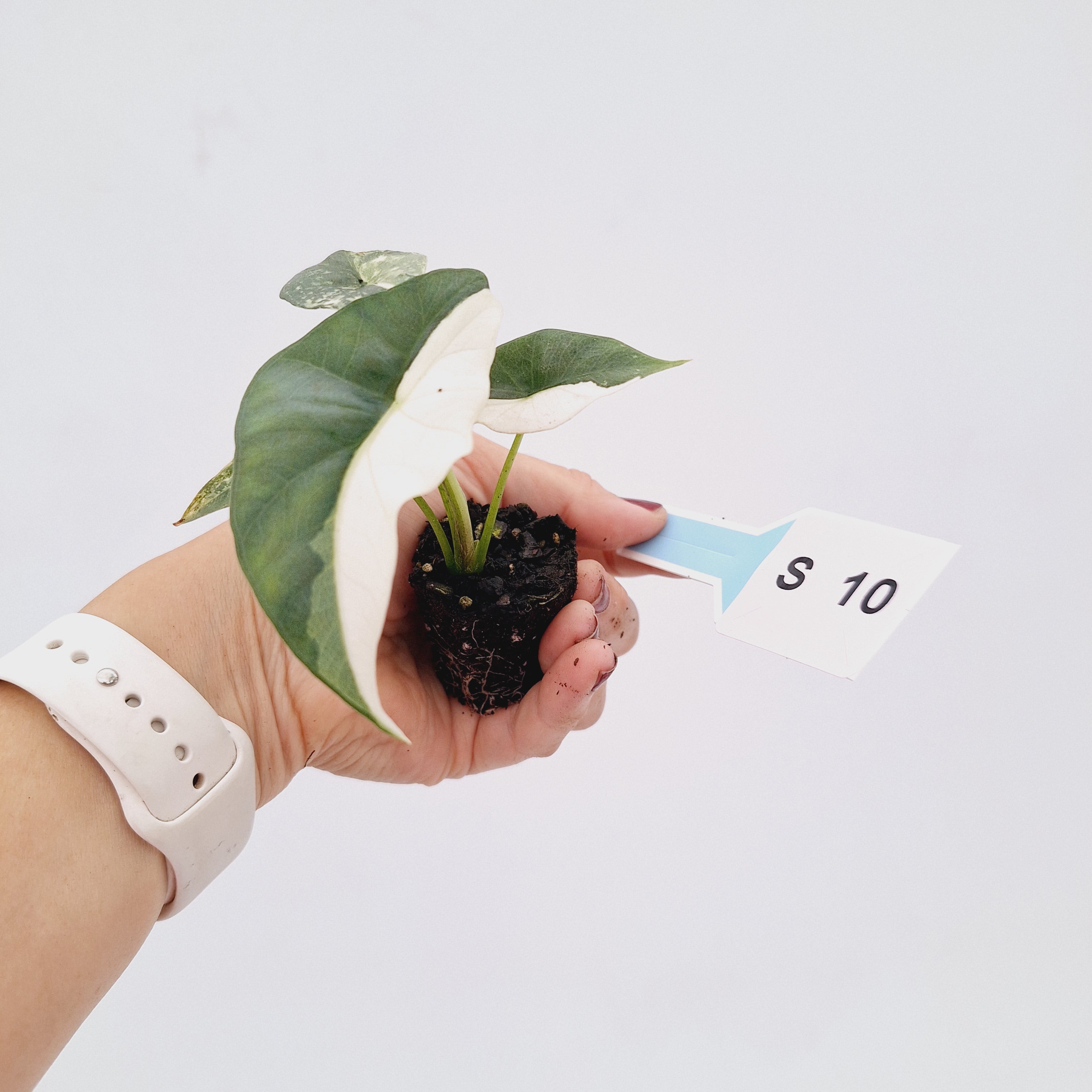 Alocasia 'Simpo' Albo Variegata- Bare Bottom Baby⁷
