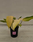 Philodendron 'Whipple Way' SALE