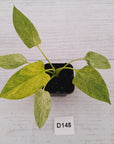 Homalomena sulcata ‘Cream Frost’ - SALE