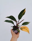Philodendron 'Rojo Congo Variegated'