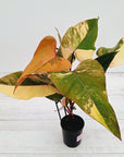 Philodendron erubescens Strawberry Shake