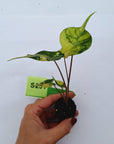 Alocasia macrorrhizos Sting Ray Aurea Variegata - Bare Bottom Baby
