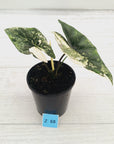 Alocasia ‘Simpo Albo’ Variegata - SALE