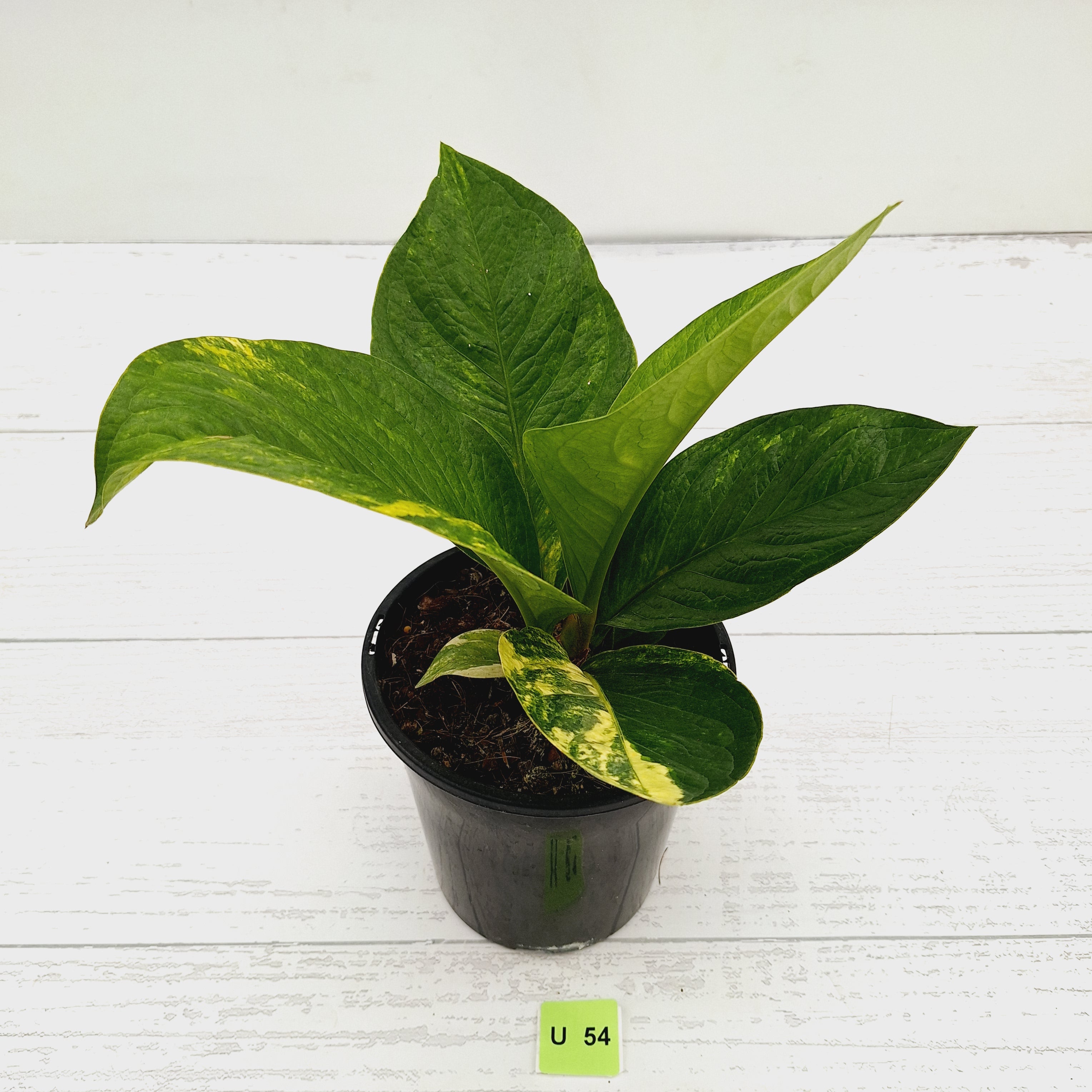 Anthurium jenmanii Variegata