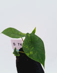 Alocasia scalprum Variegata-Bare Bottom Baby