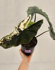 Alocasia ‘Simpo Albo’ Variegata - SALE