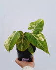 Philodendron gloriosum variegata