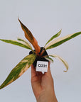 Philodendron serratum Caramel Marble
