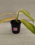 Philodendron 'Whipple Way' SALE