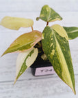 Philodendron gloriosum variegata