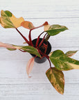 Philodendron erubescens Strawberry Shake
