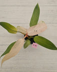 Philodendron 'Whipple Way'