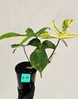 Philodendron pedatum 'Florida Beauty'