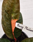 Anthurium superbum Variegata