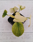 Homalomena rubescens Variegata